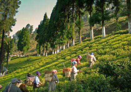 Tea Estate